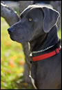 View Some of Our Dogs Online!