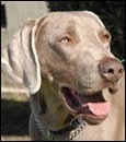 View Some of Our Beautiful Weims