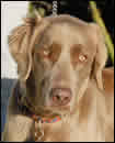 View Some of Our Weimaraners Online!